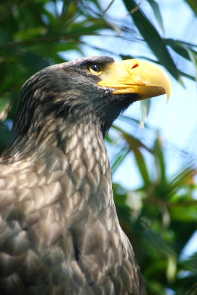 Photo aigle