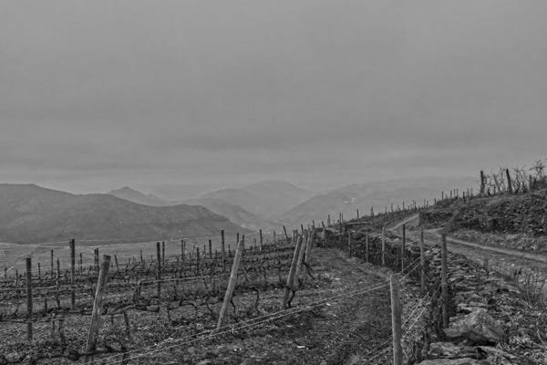 Photo vieilles vignes