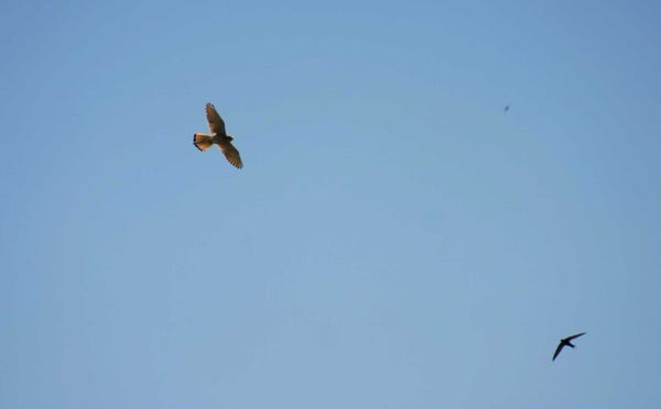 Photo faucon et hirondelle